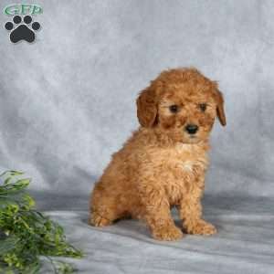 Jordon, Miniature Poodle Puppy